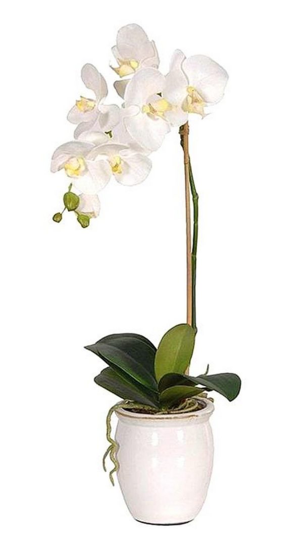 Orchidea kaspóban